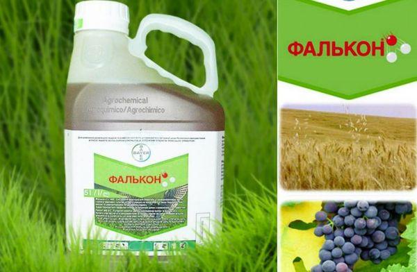 Faucon pour les maladies