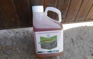 คำแนะนำการใช้สารฆ่าเชื้อราฟอลคอนสำหรับรักษาองุ่น