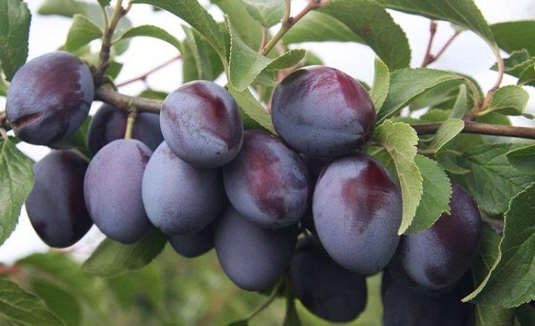 ลูกพลัมในสวน