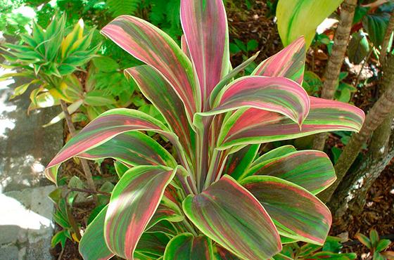 กีวีคอร์ดิลีน