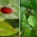 ไรในถุงน้ำดี