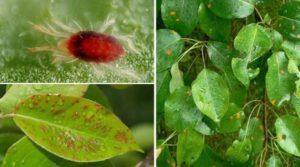 มาตรการควบคุมไรในต้นแพร์ สัญญาณและสาเหตุของโรค