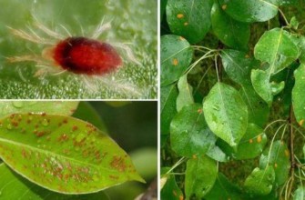 ไรในถุงน้ำดี