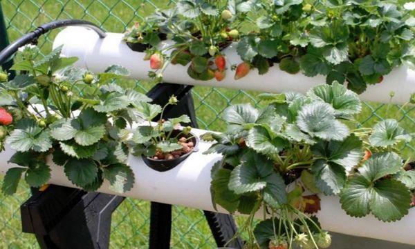 Culture hydroponique