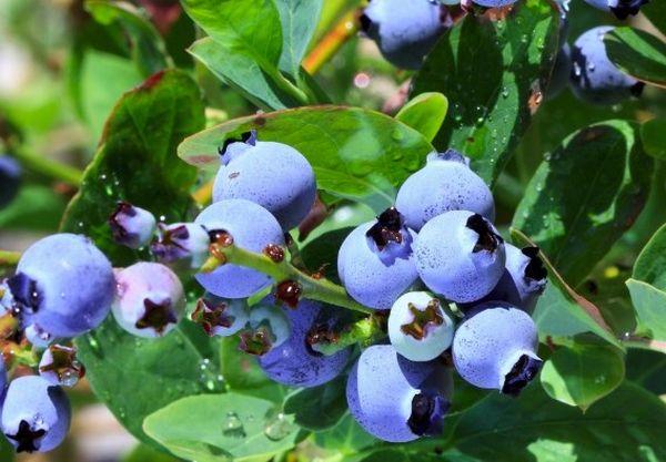 กิ่งที่มีบลูเบอร์รี่