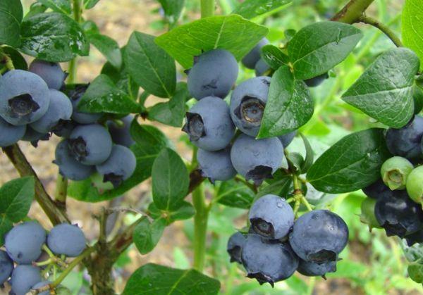 ต้นบลูเบอร์รี่