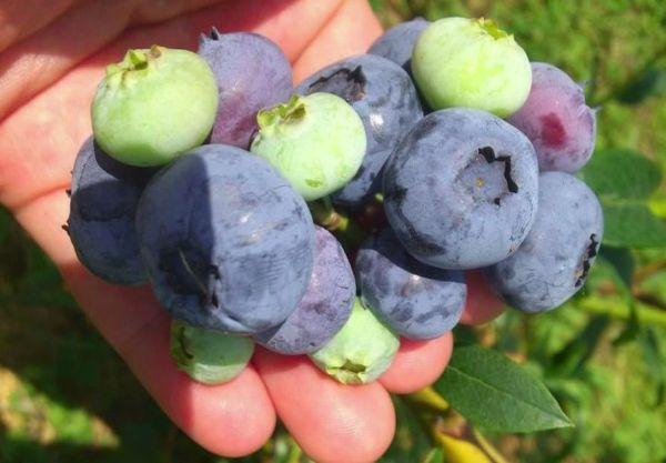 บลูเบอร์รี่