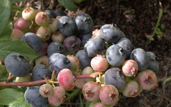 บลูเบอร์รี่เหี่ยว