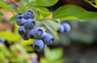 กิ่งก้านที่มีผลเบอร์รี่