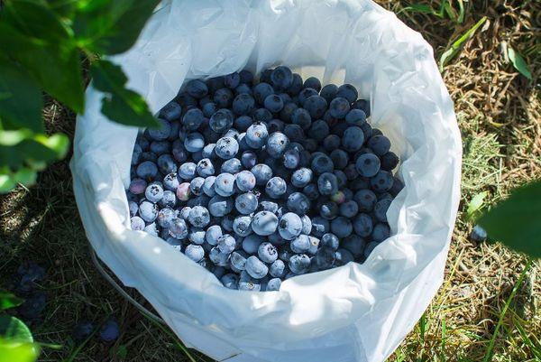 ถุงบลูเบอร์รี่