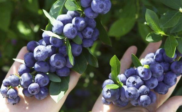 บลูเบอร์รี่สุก