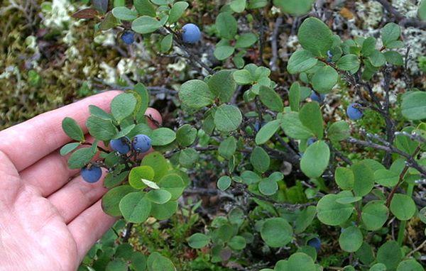 คำอธิบายและรายละเอียดปลีกย่อยของการปลูกบลูเบอร์รี่พันธุ์สปาร์ตัน