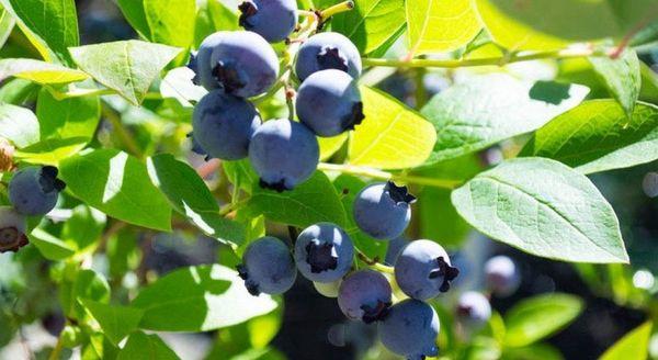 กิ่งก้านที่มีผลเบอร์รี่