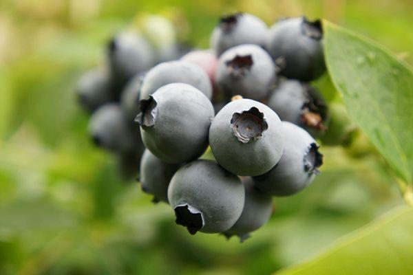 fertilisation des myrtilles