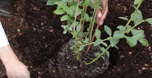 plantation de bleuets