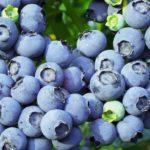 เบอร์รี่โทโร่