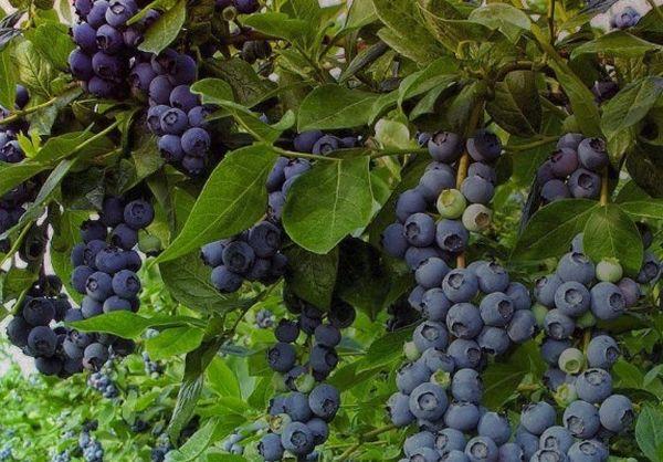 Description et caractéristiques de la variété de myrtille Toro, règles de culture