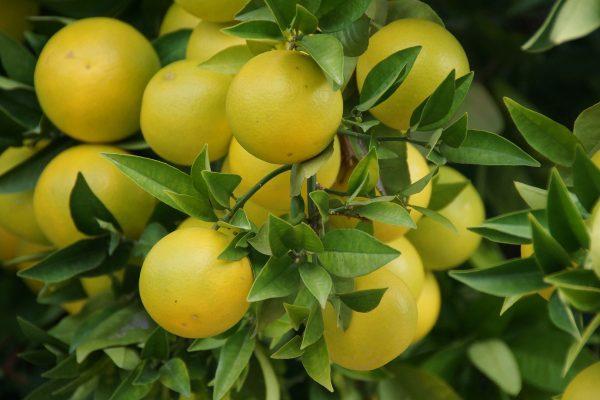 การปลูกผลไม้รสเปรี้ยว