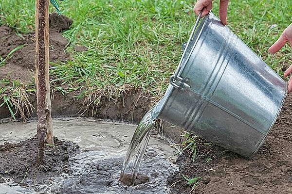 การรดน้ำและการดูแล