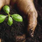 งอกในดิน