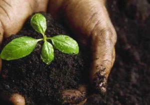 เกณฑ์คุณภาพดินสำหรับผลไม้รสเปรี้ยว องค์ประกอบและความเป็นกรดของดินที่จำเป็น