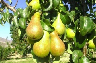 ต้นเบิร์ชฤดูร้อน