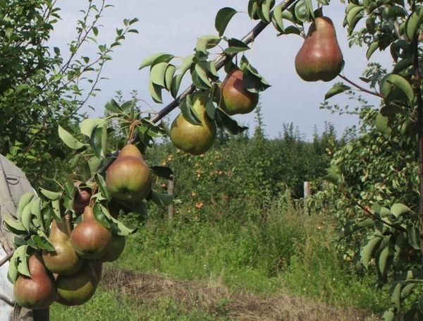 une branche avec des poires