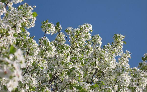Floraison et pollinisateurs