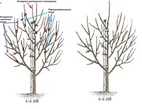 Formation de la couronne