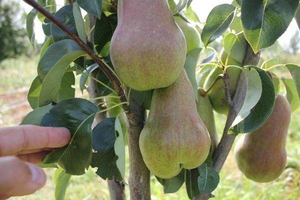 Les fruits de la beauté de Briansk