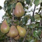 ไบรอันสค์ บิวตี้