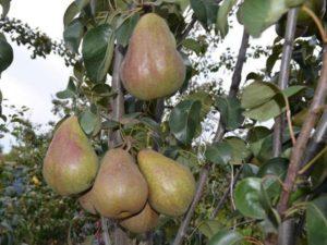 คำอธิบายพันธุ์ลูกแพร์พันธุ์แรก Bryanskaya Krasavitsa การปลูกและการดูแล