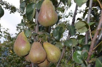 ไบรอันสค์ บิวตี้