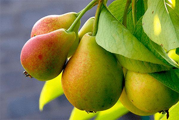 วิคตอเรีย แพร์