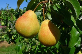 ลูกแพร์คาธีดรัล