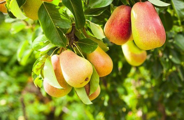 ซัมเมอร์ ดัชเชส