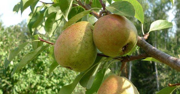 ลูกแพร์แคระ