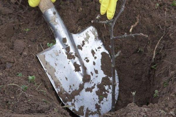 ต้นกล้าลูกแพร์