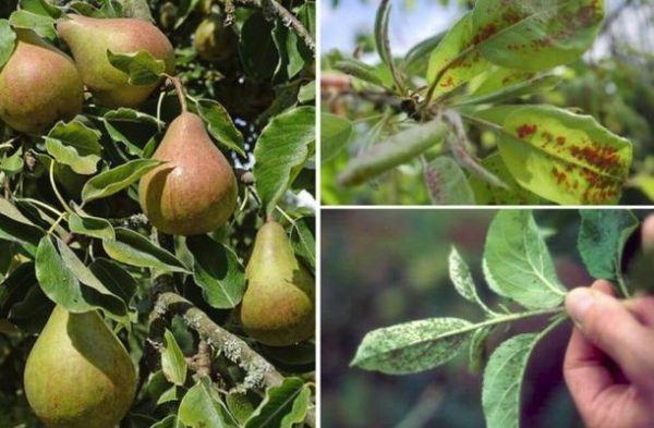 ศัตรูพืชและโรค