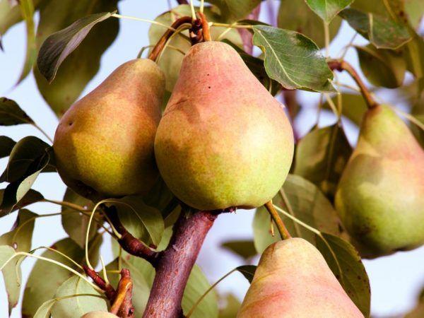 ผลลูกแพร์