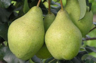 ลูกแพร์สองลูก