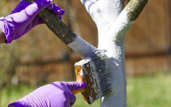 การทาสีขาวไม้