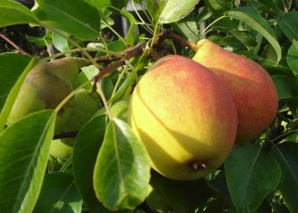 ผลไม้สุก