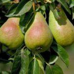 กิ่งที่มีลูกแพร์