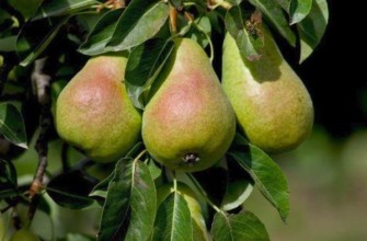 กิ่งที่มีลูกแพร์