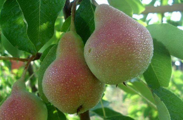 ผลลูกแพร์