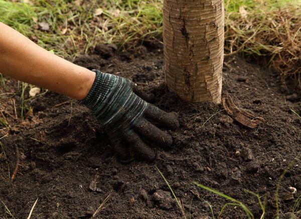 การกำจัดวัชพืชรอบวงลำต้น