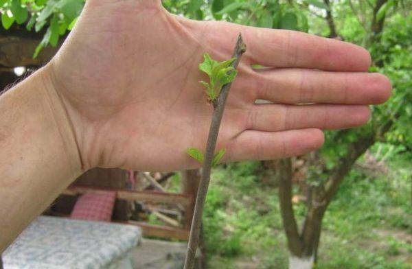 การตัดลูกแพร์