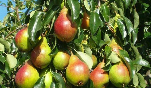 ฝักลูกแพร์