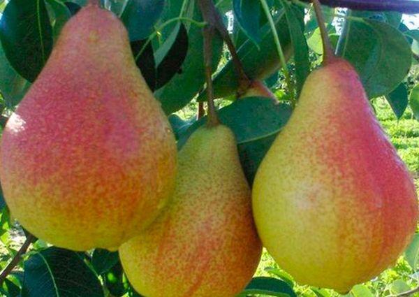 รายการโปรดของแคลปป์